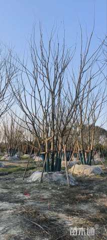15公分(5杆)丛生朴树