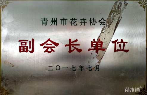 高度20厘米火焰南天竹