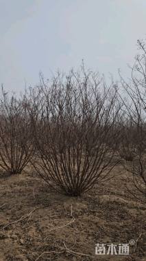 高度200厘米丛生紫薇