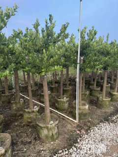 高度150厘米柠檬