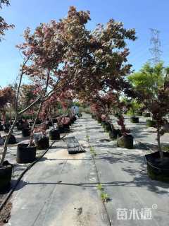 3公分日本红枫-红舞姬