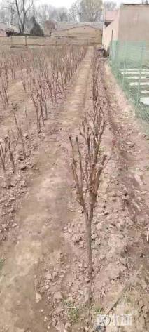 高度50厘米牡丹