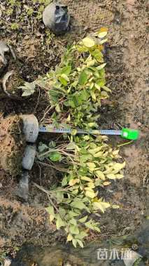 高度40厘米金森女贞小苗