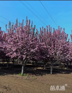 20公分凯尔斯海棠