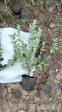 高度20厘米卫矛