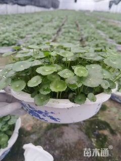 高度35厘米铜钱草