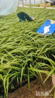 高度10厘米吉祥草