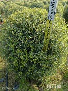 高度80厘米尖叶木樨榄