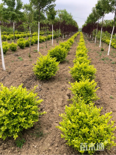 冠幅60厘米金叶女贞球