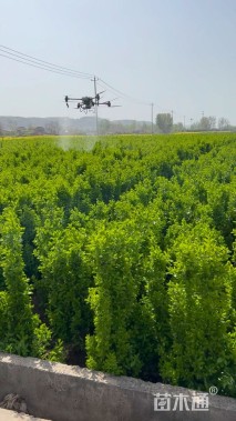 高度180厘米北海道黄杨