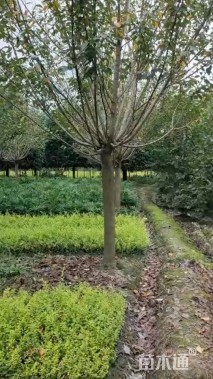 15公分日本晚樱