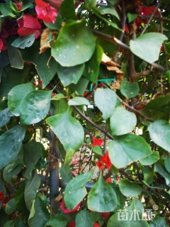 高度240厘米三角梅