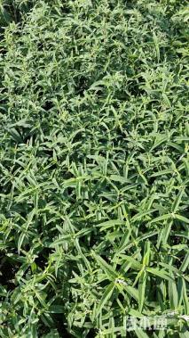 高度30厘米墨西哥鼠尾草