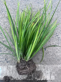 高度30厘米金叶石菖蒲