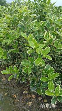 高度35厘米金边黄杨小苗