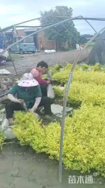 小杯苗亮晶女贞小苗