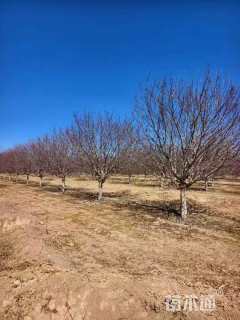 15公分亚当海棠