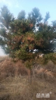 高度500厘米油松