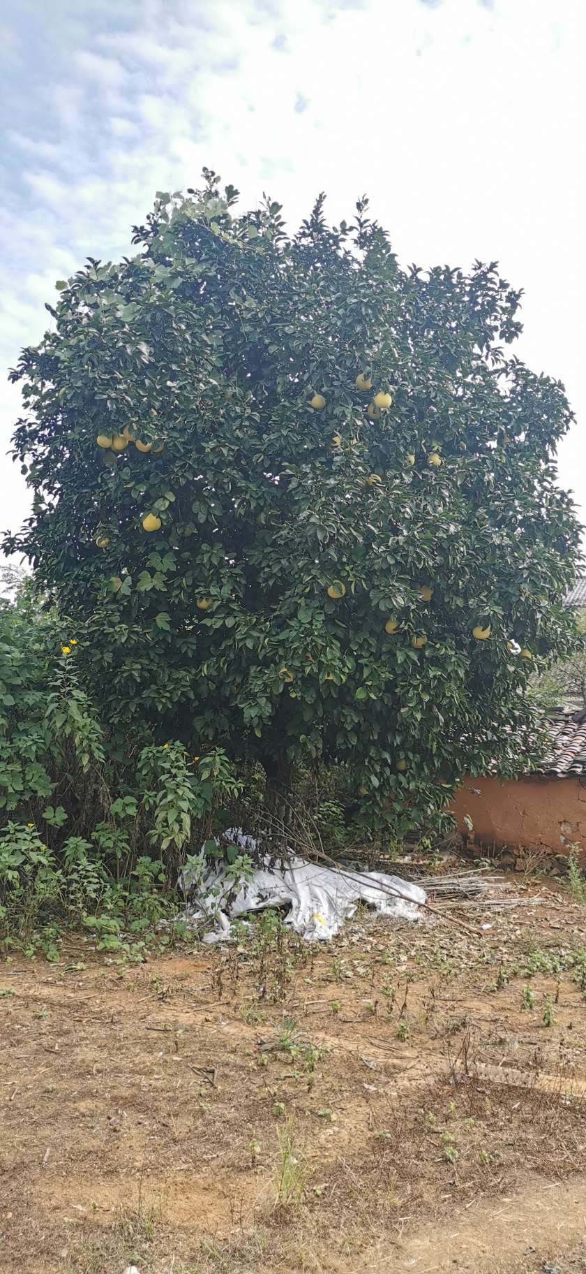 22公分柚子树