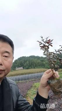 高度30厘米红花继木