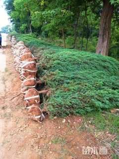 高度180厘米刺柏