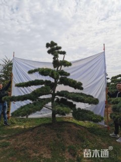 10公分造型五针松