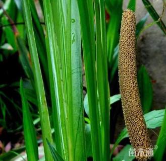 高度10厘米水菖蒲