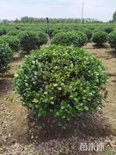 冠幅200厘米无刺枸骨球