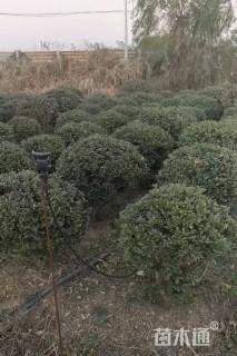 冠幅80厘米无刺枸骨球