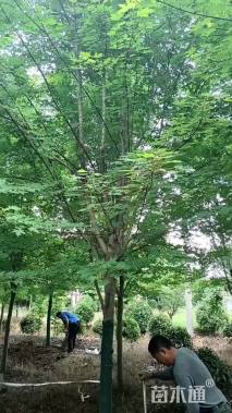 18公分美国红枫