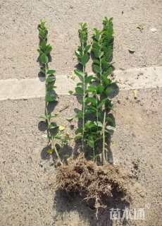 高度40厘米北海道黄杨