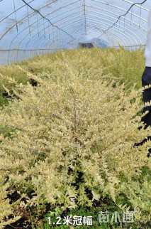 高度40厘米花叶香桃木