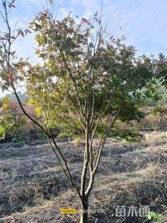 14公分中国红枫