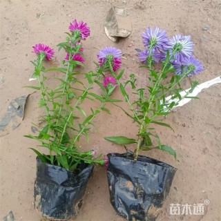 高度18厘米紫菀