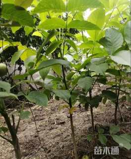 高度50厘米核桃