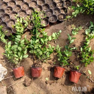 高度57厘米金森女贞