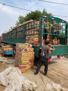 高度15厘米彩叶草