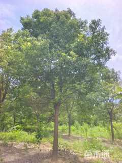 15公分香樟