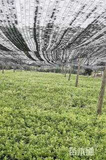 高度20厘米瓜子黄杨