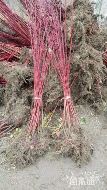 高度100厘米红瑞木