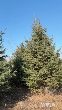 高度380厘米云杉