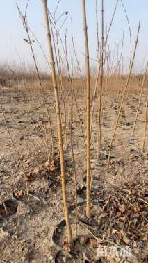 高度150厘米元宝枫小苗