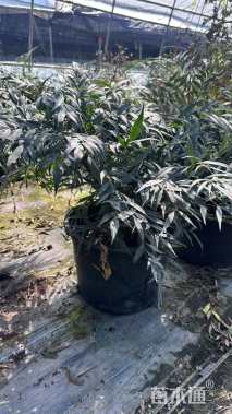 高度50厘米十大功劳