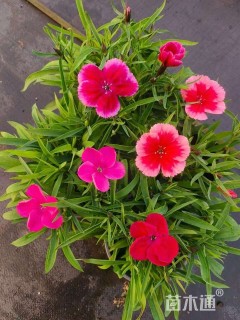 高度15厘米石竹