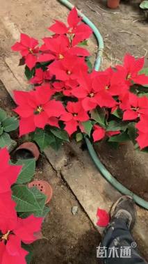 高度20厘米一品红