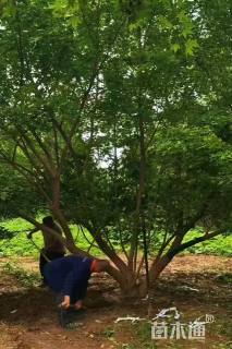 高度400厘米丛生元宝枫