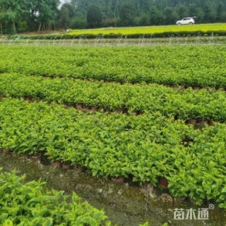 高度25厘米花叶锦带