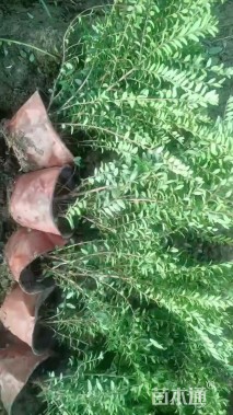 高度25厘米亮绿忍冬