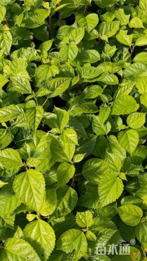 高度25厘米朱槿