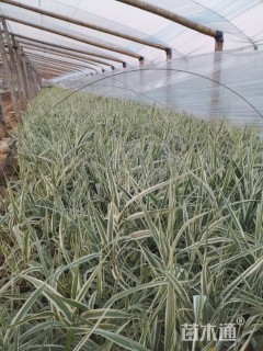 高度30厘米花叶芦竹